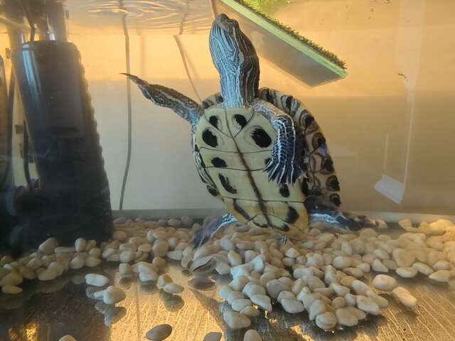 Гостиница Артик Воронеж-37